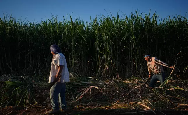 Manuel Gallegos, left, Hipolito Hernandez work in a sugarcane field in Niland, Calif., Thursday, Sept. 11, 2025. (AP Photo/Jae C. Hong)