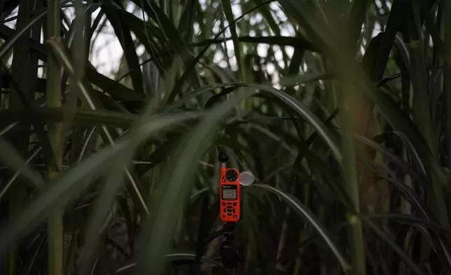 An environmental monitor is placed in a sugarcane field to collect environmental data in Niland, Calif., Thursday, Sept. 11, 2025. (AP Photo/Jae C. Hong)
