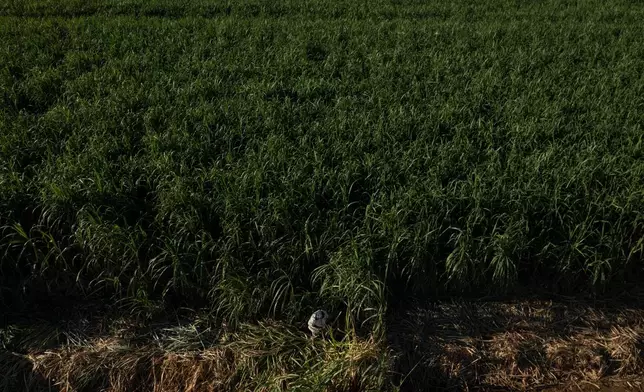 Manuel Gallegos works in a sugarcane field in Niland, Calif., Thursday, Sept. 11, 2025. (AP Photo/Jae C. Hong)