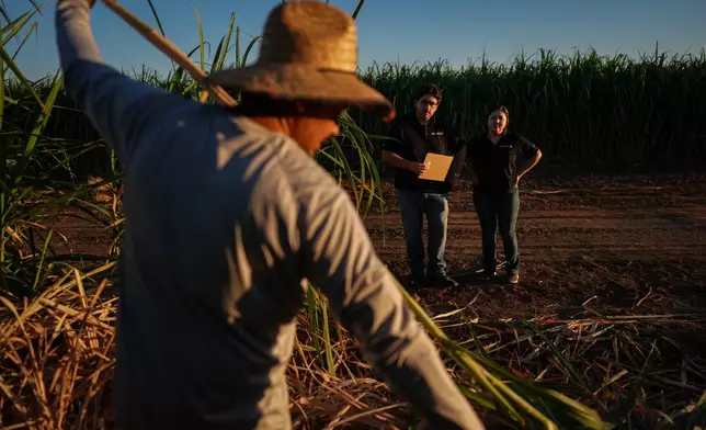 Research assistants Brandon Toji, right, and Michelle Solorio watch as Raul Cruz, foreground, chops sugarcane in Niland, Calif., Thursday, Sept. 11, 2025. (AP Photo/Jae C. Hong)