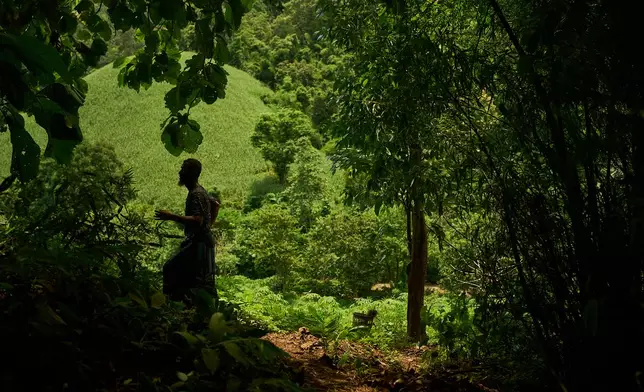 Mahmud Karmar forages for food in a forest near the Mae La refugee camp in the Tak province of Thailand, Saturday, Aug. 30, 2025. (AP Photo/Bram Janssen)