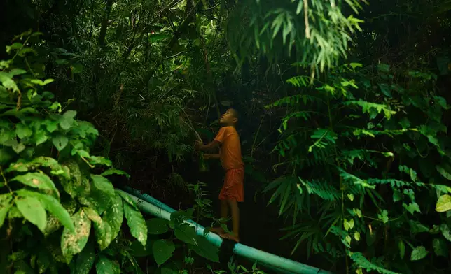 A child refugee from Myanmar stands on a water pipe while foraging for food in a forest near the Mae La refugee camp in the Tak province of Thailand, Thursday, Aug. 28, 2025. (AP Photo/Bram Janssen)