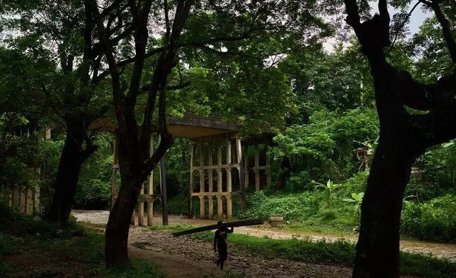 A man carries bamboo stems he collected in a forest near the Mae La refugee camp in the Tak province of Thailand, Wednesday, Aug. 27, 2025. (AP Photo/Bram Janssen)