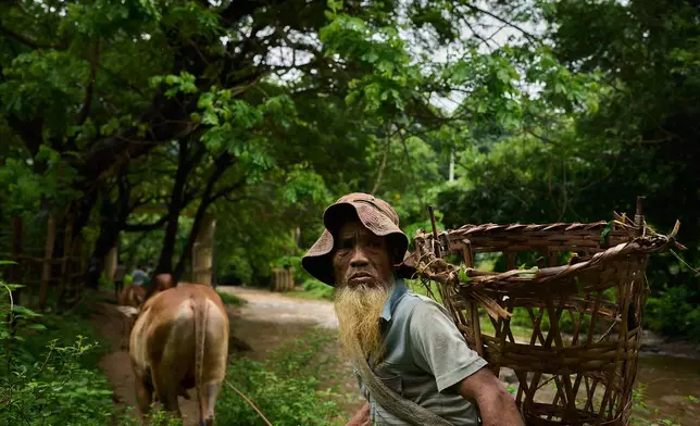 A man herds his cows near the Mae La refugee camp in the Tak province of Thailand, Wednesday, Aug. 27, 2025. (AP Photo/Bram Janssen)