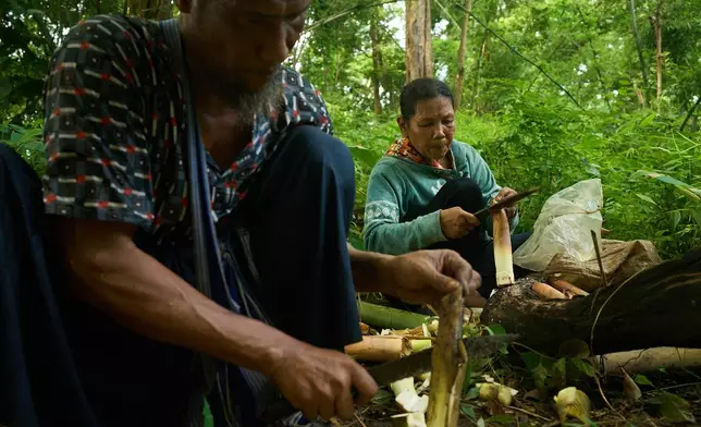 Mahmud Karmar cuts bamboo shoots he foraged in the Tak province of Thailand, Thursday, Aug. 28, 2025. (AP Photo/Bram Janssen)