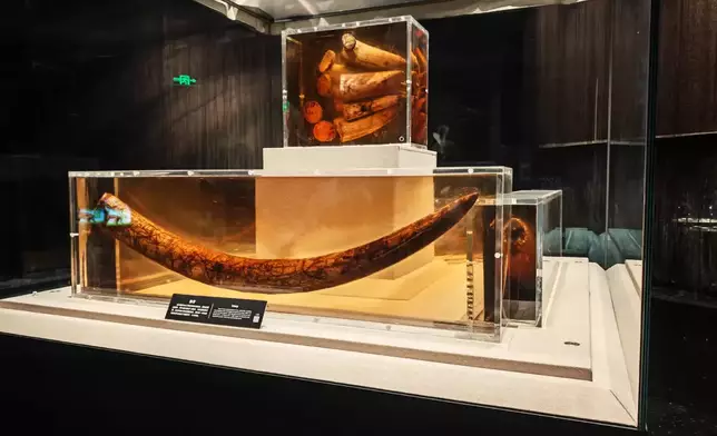 Excavated ivory​​. Photo by Bastillepost.