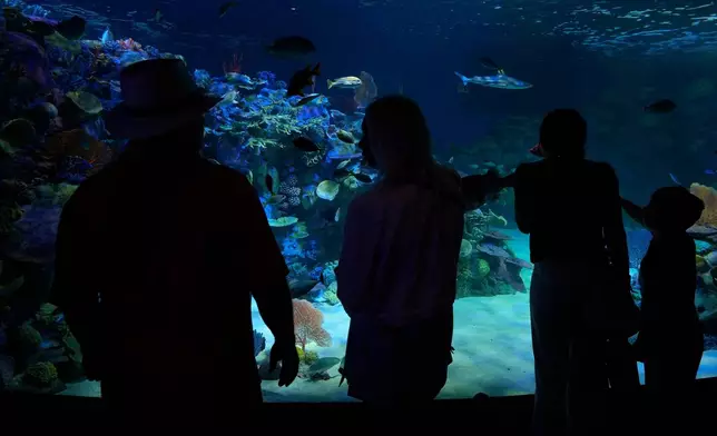 Visitors watch fish swim in a replica of an Indo-Pacific reef at the Mote Science Education Aquarium Monday, Oct. 6, 2025, in Sarasota, Fla. (AP Photo/Chris O'Meara)