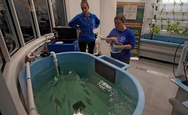 Staff members feed juvenile fish at the Mote Science Education Aquarium, Monday, Oct. 6, 2025, in Sarasota, Fla. (AP Photo/Chris O'Meara)