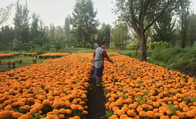 Flor Jimenez waters her crop of cempasuchil flowers in preparation for Day of the Dead celebrations in Xochimilco where marigolds are grown on the outskirts of Mexico City, Thursday, Oct. 16, 2025. (AP Photo/Claudia Rosel)