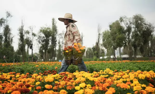 Farmer Jesus Cuaxospa works on his farm where he grows cempasúchil flowers in San Luis Tlaxialtemalco on the outskirts of Mexico City, Oct. 17, 2025, in preparation for Day of the Dead celebrations. (AP Photo/Claudia Rosel)