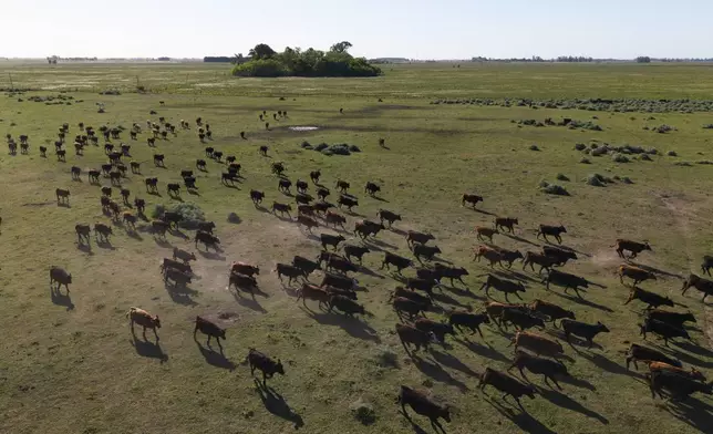 Cattle walk on a beef ranch in Brandsen, Argentina, Monday, Oct. 20, 2025. (AP Photo/Rodrigo Abd)