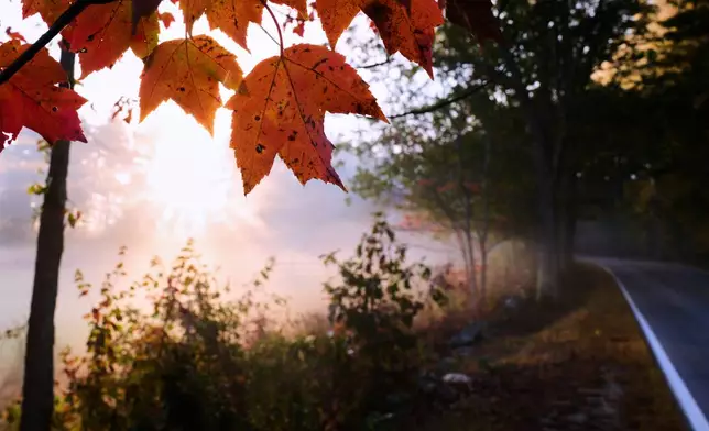 Maple leaves turn to fall foliage colors at sunrise along a country road, Tuesday, Oct. 7, 2025, in Auburn, N.H. (AP Photo/Charles Krupa)