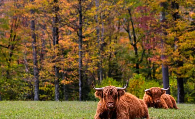 Highland cattle from the Star Lake Cattle Company, who have bred many National Champions, rest near trees with colorful fall foliage, Tuesday, Oct. 14, 2025, in Georges Mills, N.H. (AP Photo/Charles Krupa)
