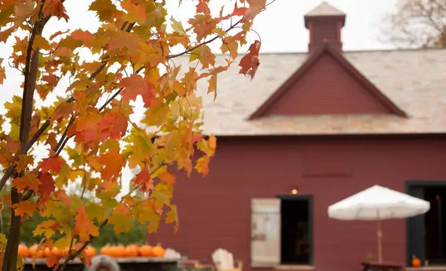 A maple tree is pictured at Sunrise Orchards in Cornwall, Vt., Tuesday, Oct. 14, 2025. (AP Photo/Amanda Swinhart)
