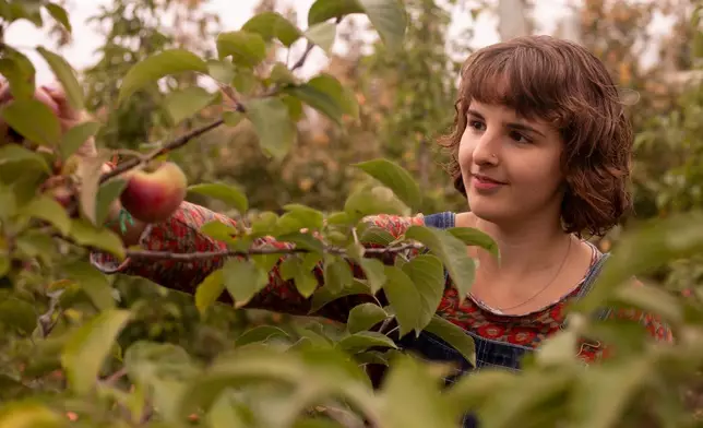 Jessie Bodette, of East Middlebury, Vt., picks apples at Sunrise Orchards in Cornwall, Vt., Tuesday, Oct. 14, 2025. (AP Photo/Amanda Swinhart)