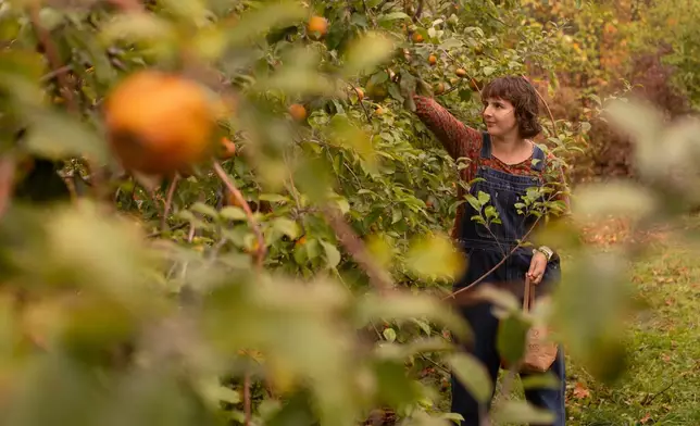 Jessie Bodette, of East Middlebury, Vt., picks apples at Sunrise Orchards in Cornwall, Vt., Tuesday, Oct. 14, 2025. (AP Photo/Amanda Swinhart)