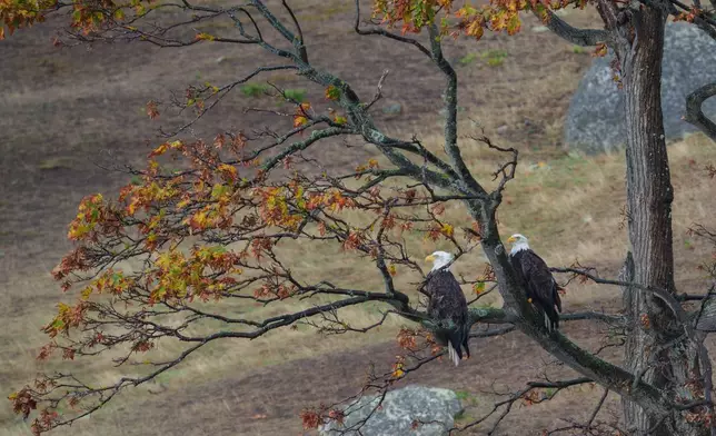 Bald eagles sit in a tree on Spieden Island, Wash., Saturday, Oct. 11, 2025. (AP Photo/Annika Hammerschlag)
