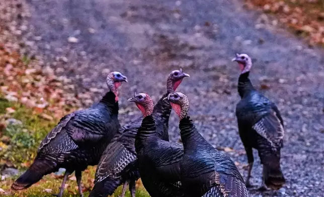 A rafter of wild turkeys gather on a driveway, Tuesday, Oct. 7, 2025, in East Derry, N.H. (AP Photo/Charles Krupa)