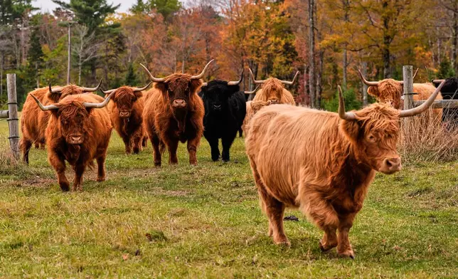 Highland cattle from the Star Lake Cattle Company, who have bred many National Champions, walk past trees with colorful fall foliage, Tuesday, Oct. 14, 2025, in Georges Mills, N.H. (AP Photo/Charles Krupa)