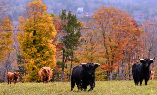 Highland cattle from the Star Lake Cattle Company, who have bred many National Champions, walk past trees with colorful fall foliage, Tuesday, Oct. 14, 2025, in Georges Mills, N.H. (AP Photo/Charles Krupa)