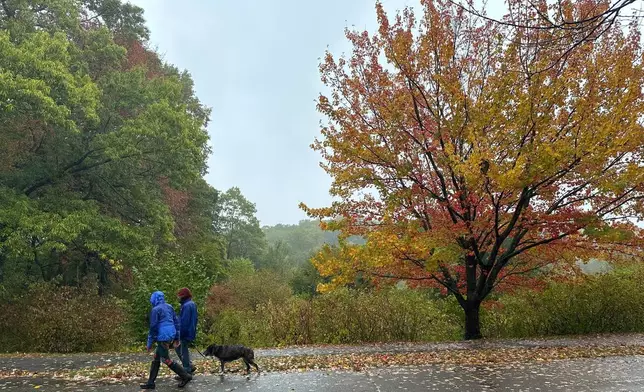 People walk along a path as fall foliage turns at the Arnold Arboretum of Harvard in Boston, Tuesday, Oct. 14, 2025. (AP Photo/Leah Willingham)