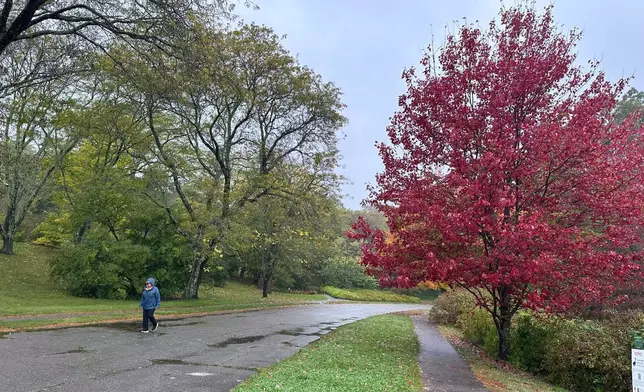 A person walks along a path as fall foliage turns at the Arnold Arboretum of Harvard in Boston, Tuesday, Oct. 14, 2025. (AP Photo/Leah Willingham)