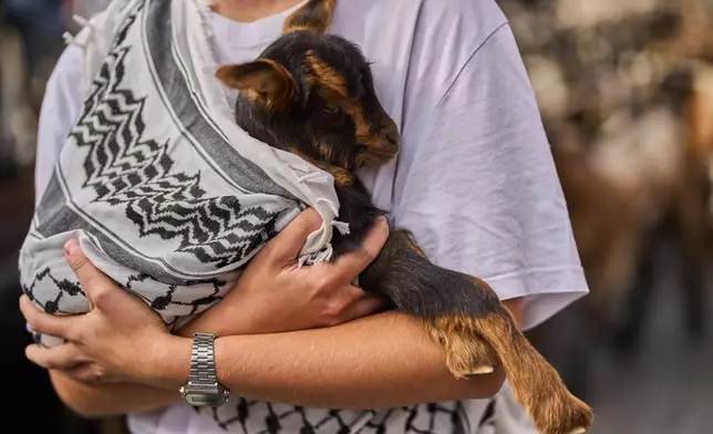 A baby goat is carried in arms through central Madrid, Spain, as shepherds lead the animals through the streets in defense of ancient grazing and migration rights, Sunday, Oct. 19, 2025. (AP Photo/Manu Fernandez)