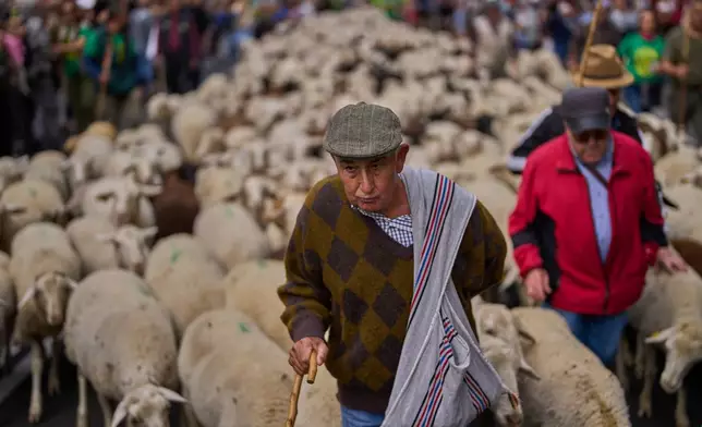 A herd of sheep are guided through central Madrid, Spain, as shepherds lead them through the streets in defense of ancient grazing and migration rights in Madrid, Spain, Sunday, Oct. 19, 2025. (AP Photo/Manu Fernandez)