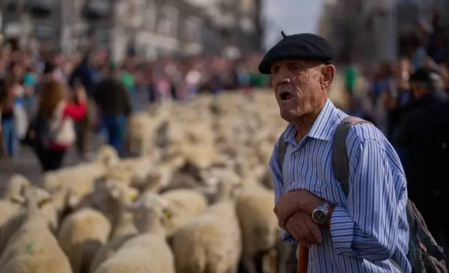 A sheepherder stands as sheep are guided through central Madrid, Spain, as shepherds lead them through the streets in defense of ancient grazing and migration rights, Sunday, Oct. 19, 2025. (AP Photo/Manu Fernandez)