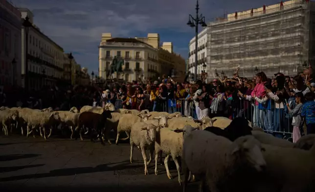 A herd of sheep are guided through central Madrid, Spain, as shepherds lead them through the streets in defense of ancient grazing and migration rights, in Madrid, Spain, Sunday, Oct. 19, 2025. (AP Photo/Manu Fernandez)