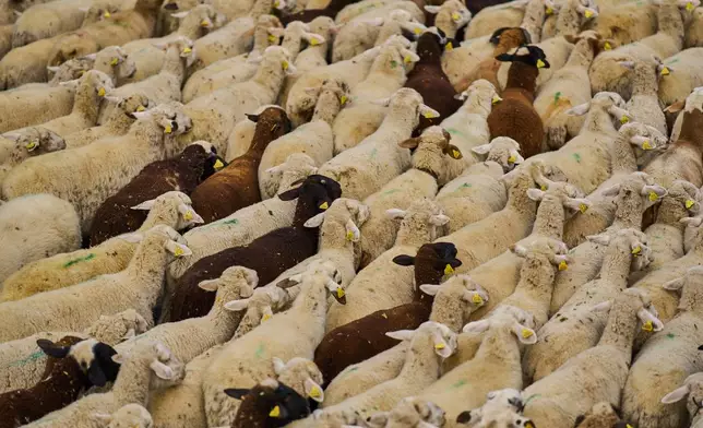 A herd of sheep are guided through central Madrid, Spain, as shepherds lead them through the streets in defense of ancient grazing and migration rights in Madrid, Spain, Sunday, Oct. 19, 2025. (AP Photo/Manu Fernandez)