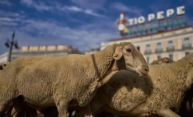 A herd of sheep are guided through central Madrid, Spain, as shepherds lead them through the streets in defense of ancient grazing and migration rights in Madrid, Spain, Sunday, Oct. 19, 2025. (AP Photo/Manu Fernandez)