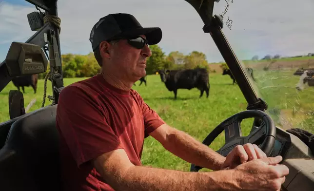 Allan Bryant moves his cattle to a field Friday, Oct. 17, 2025, in Eminence, Ky. (AP Photo/Joshua A. Bickel)