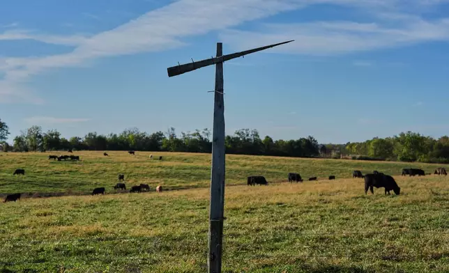 A makeshift cross for a black vulture effigy stands near a field Friday, Oct. 17, 2025, in Eminence, Ky. (AP Photo/Joshua A. Bickel)
