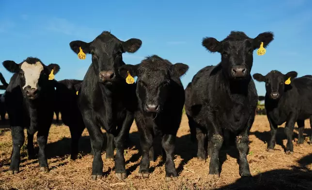 Young calves stand in a field Friday, Oct. 17, 2025, in Eminence, Ky. (AP Photo/Joshua A. Bickel)