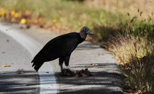 A black vulture stands over a carcass Friday, Oct. 17, 2025, in Ballardsville, Ky. (AP Photo/Joshua A. Bickel)