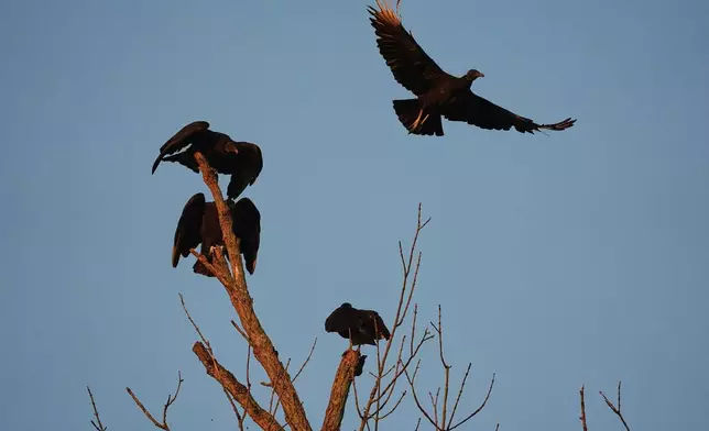 A black vulture, top right, flies Monday, Sept. 29, 2025, in Cincinnati. (AP Photo/Joshua A. Bickel)