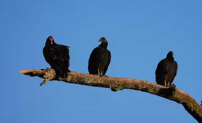 A pair of black vultures roost next to a turkey vulture, left, Monday, Sept. 29, 2025, in Cincinnati. (AP Photo/Joshua A. Bickel)