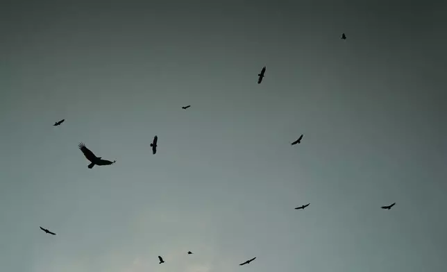 Black vultures and turkey vultures circle in the sky Friday, Sept. 26, 2025, in Cincinnati. (AP Photo/Joshua A. Bickel)
