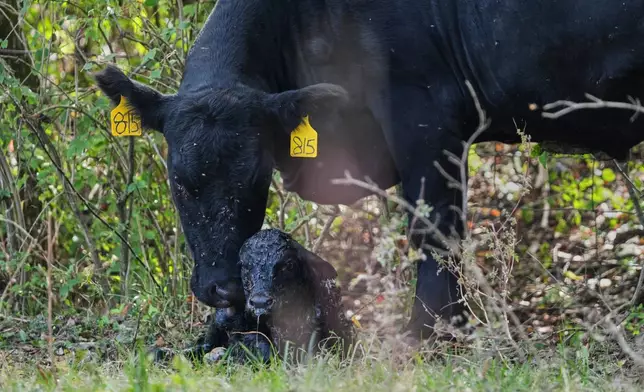 A cow stands next to her newborn calf Friday, Oct. 17, 2025, in Eminence, Ky. (AP Photo/Joshua A. Bickel)