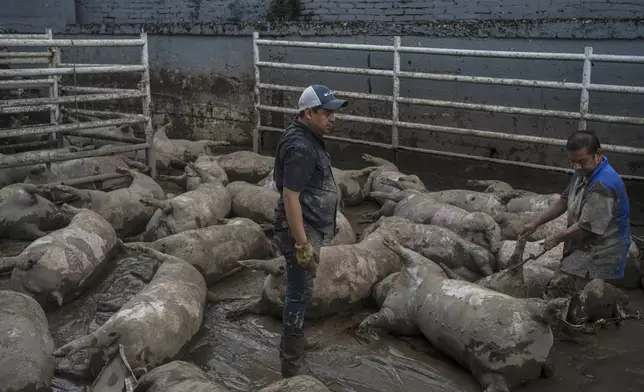 Arturo Huidobro, center, and a worker prepare to remove dead pigs from a farm following heavy rainfall in Poza Rica, Veracruz state, Mexico, Saturday, Oct. 11, 2025. (AP Photo/Felix Marquez)