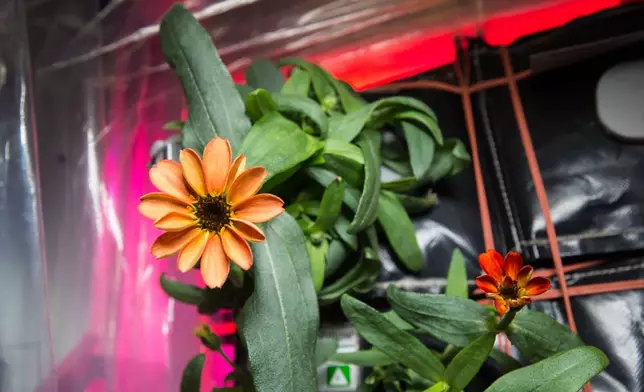 FILE - This Jan. 16, 2016 photo provided by NASA shows a blooming zinnia flower grown aboard the International Space Station. (Scott Kelly/NASA via AP, File)