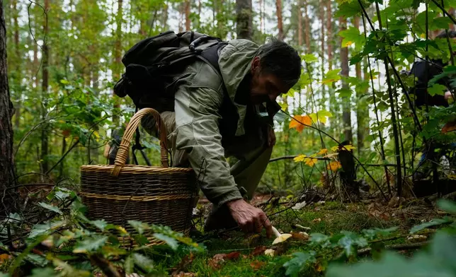 A mushroom hunter picks mushrooms in a forest in Potsdam, Germany, Wednesday, Oct. 8, 2025. (AP Photo/Ebrahim Noroozi)