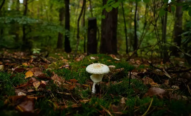 Wild mushrooms are seen growing in a forest in Potsdam, Germany, Wednesday, Oct. 8, 2025. (AP Photo/Ebrahim Noroozi)