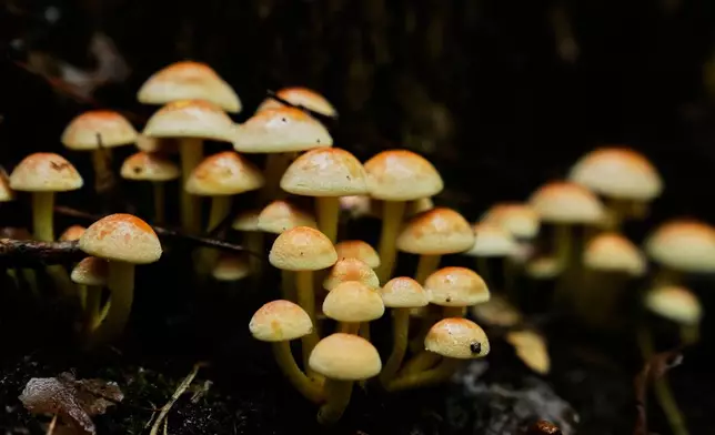 Wild mushrooms are seen growing in a forest in Potsdam, Germany, Wednesday, Oct. 8, 2025. (AP Photo/Ebrahim Noroozi)