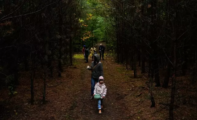 Mushroom hunters and pickers move through a forest looking for mushrooms in Potsdam, Germany, Wednesday, Oct. 8, 2025. (AP Photo/Ebrahim Noroozi)