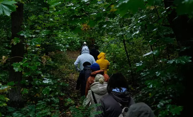 Mushroom hunters and pickers move through a forest looking for mushrooms in Potsdam, Germany, Wednesday, Oct. 8, 2025. (AP Photo/Ebrahim Noroozi)