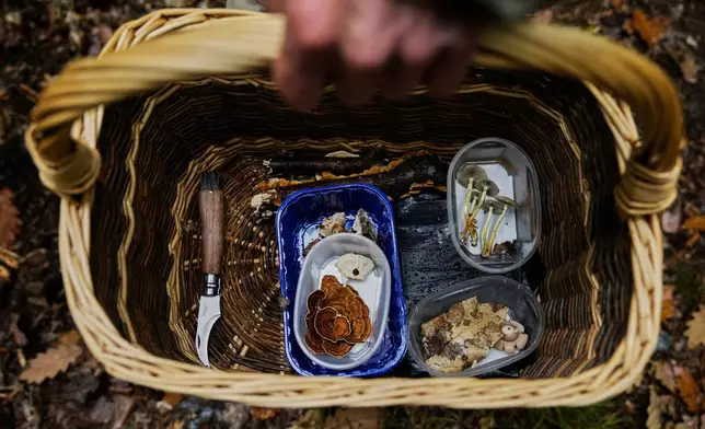 A mushroom hunter who collects certain mushrooms carries his basket in a forest in Potsdam, Germany, Wednesday, Oct. 8, 2025. (AP Photo/Ebrahim Noroozi)