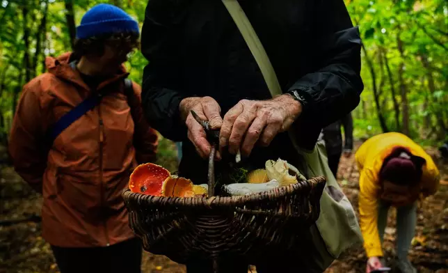 Mushroom hunters collect mushrooms in a forest in Potsdam, Germany, Wednesday, Oct. 8, 2025. (AP Photo/Ebrahim Noroozi)