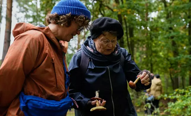 Mushroom hunters collect mushrooms in a forest in Potsdam, Germany, Wednesday, Oct. 8, 2025. (AP Photo/Ebrahim Noroozi)